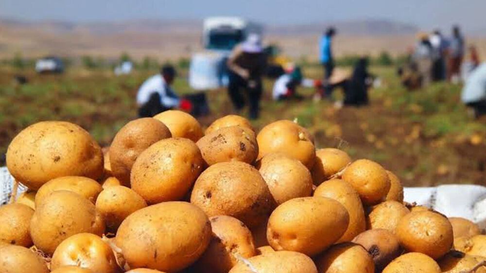 Kürdistan Bölgesi Patatesi Dünya Pazarlarına Ulaşıyor