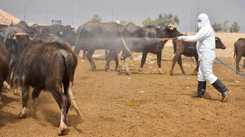 Kürdistan Bölgesi'nde Hemorajik Ateşe Karşı Önlem