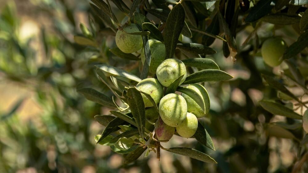 Dêkan köyünde zeytin hasat sezonu başladı