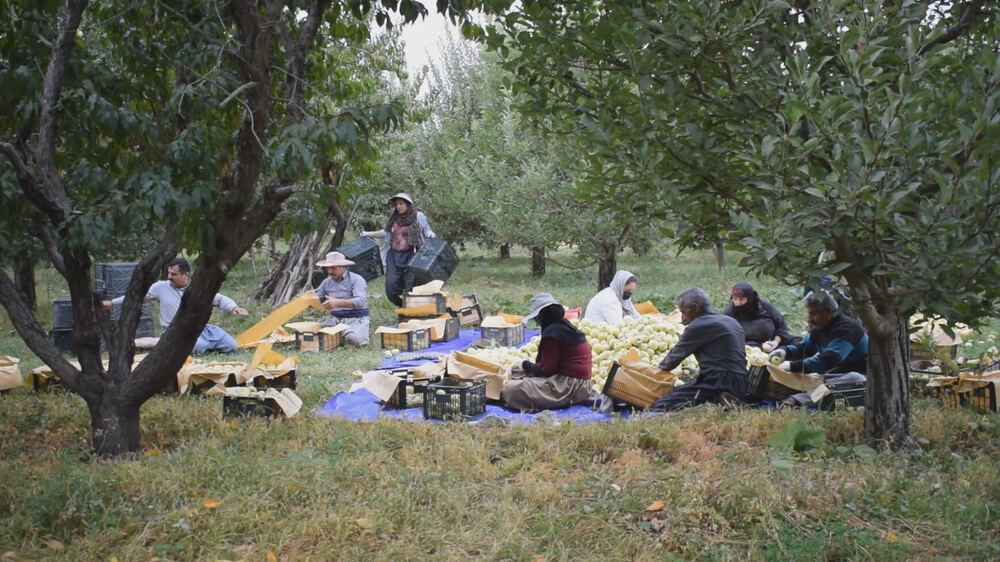 Şino elması ihracatını deniz ablukası engelliyor, üreticiler zor durumda