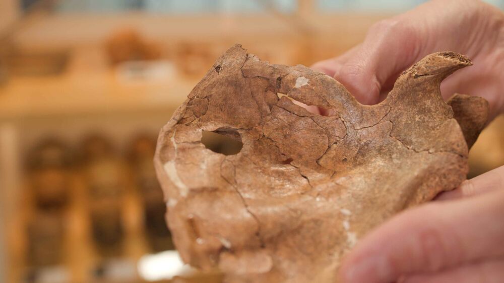 Şanedar Mağarası'nda 75 bin yıllık Neandertal keşfi yapıldı