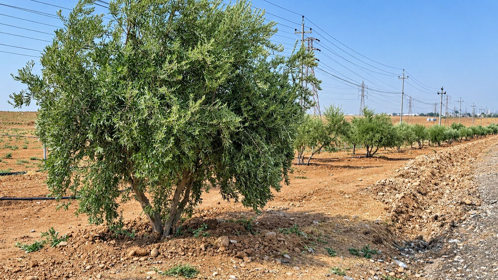 Erbil Yeşil Kuşak Projesi ikinci aşamaya geçti, 800 bin fidan planlandı