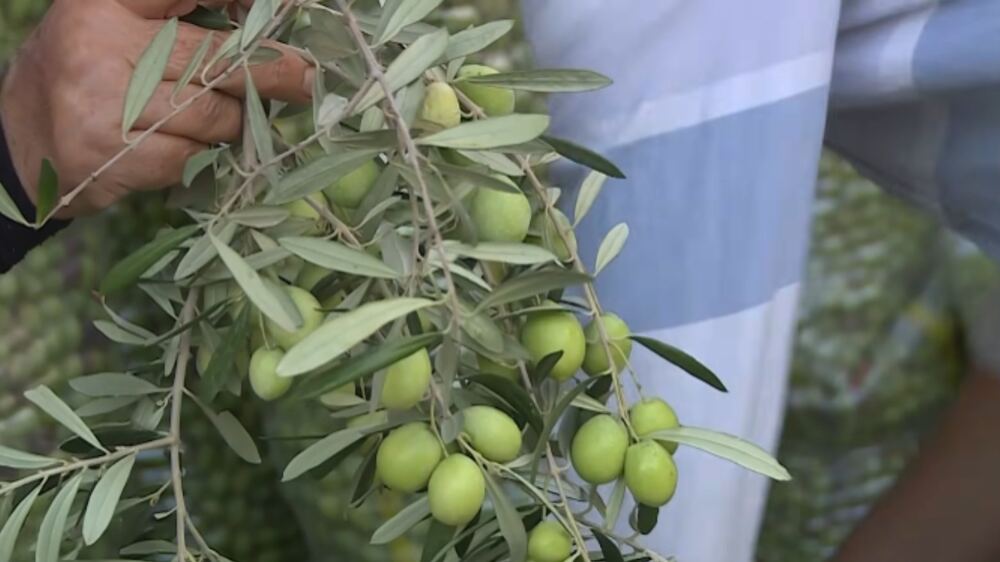 Diyarbakır’da Zeytin Rekoltesi Arttı, Fiyatlar Yükseldi
