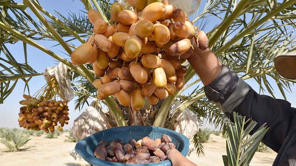 Kerküklü Çiftçi İlk Tescilli Hurma Bahçesini Tanıttı: 14 Çeşit ve 5 Ton Ürün