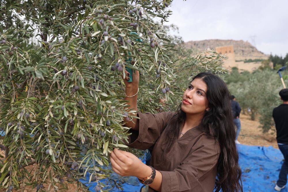 Deyrulzafaran Manastırı'nda Zeytin Hasadı ve Verim Artışı