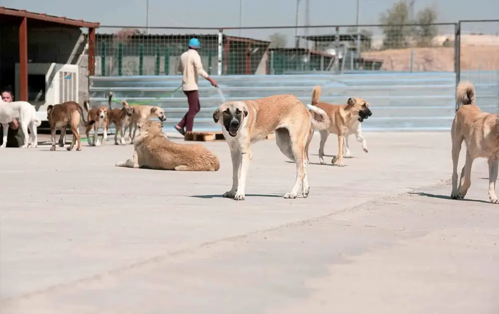 Erbil'de sahipsiz köpek saldırısı: 58 yaşındaki kadın yaralandı