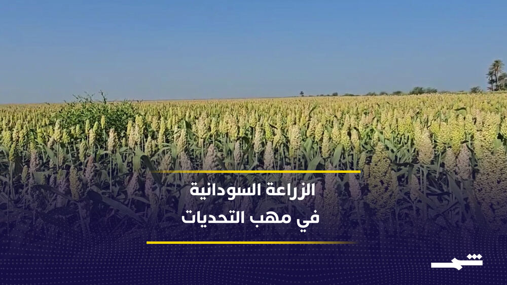 Sudan'da savaş ve kuraklık tarımsal üretimi tehdit ediyor