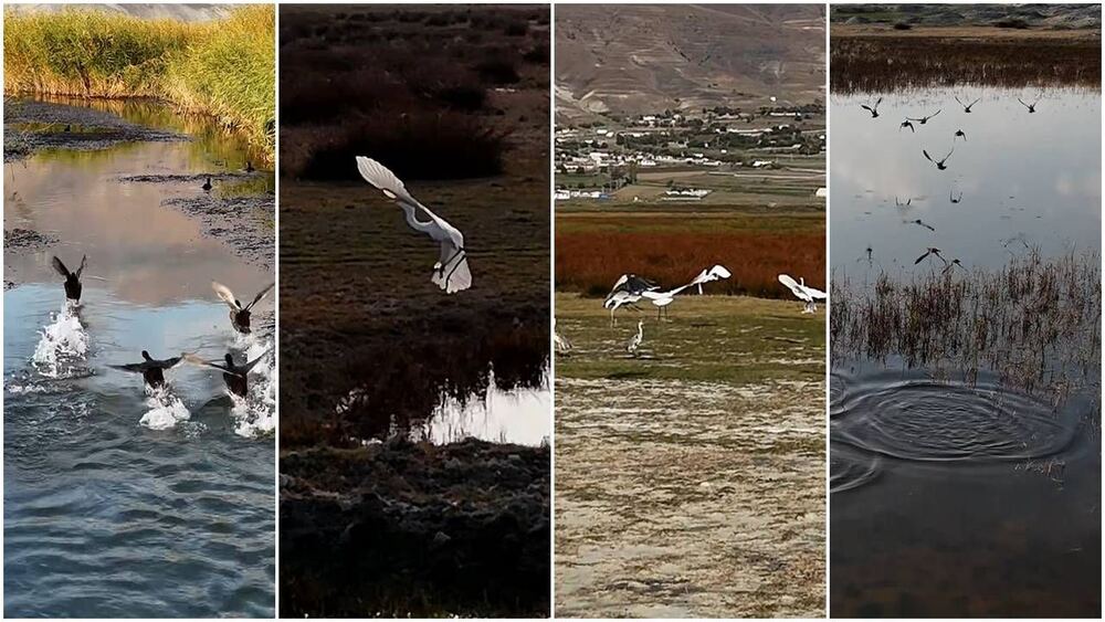 Erzincan Ekşisu Sazlığı’nda Göç Öncesi Kuş Görüntüleri Dronla Kaydedildi