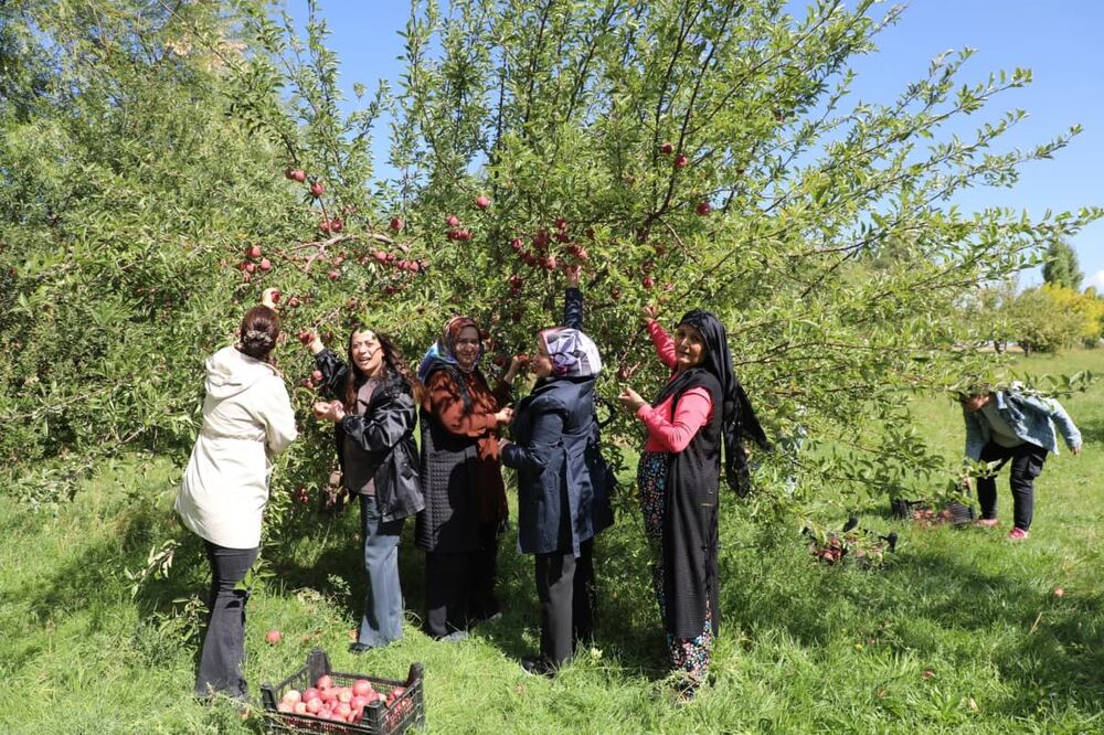 Hevpar Kadın Kooperatifi Van Tuşba’da İlk Elma ve Alıç Hasadını Gerçekleştirdi