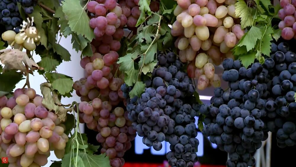 Duhok’ta 3 Günlük Üzüm ve Bal Festivali: Rekor Üzüm ve Bal Üretimi Tanıtılıyor