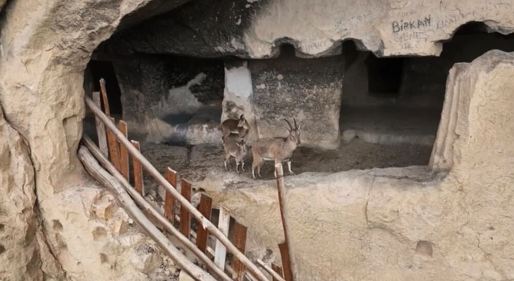 Yaban keçileri Dersim Çemişgezek'teki tarihi İn Delikleri'ne tırmandı